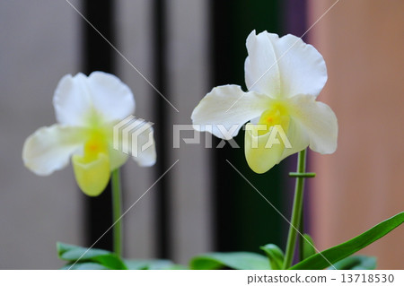 Swan Gold·Miyuki~Paphiopedilum Swan Gold·Miyuki~Paphiopedilum 13718530