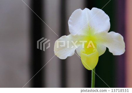 Swan Gold·Miyuki~Paphiopedilum 13718531