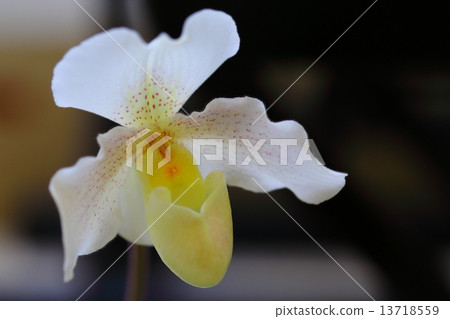 新品種~Paphiopedilum 13718559