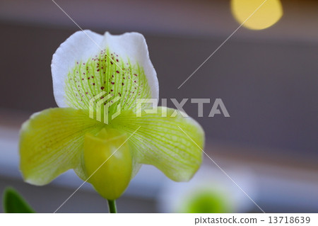 Sannomar - Paphiopedilum Sannomar - Paphiopedilum 13718639