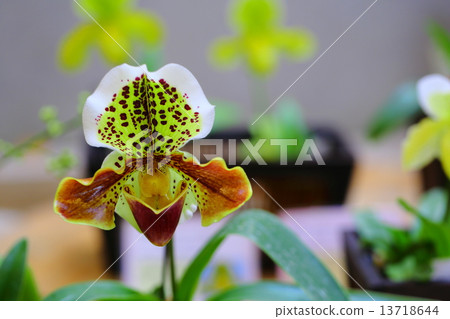 Yamizo ~ Paphiopedilum 13718644