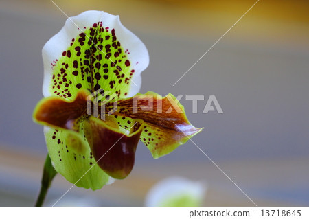 Yamizo~Paphiopedilum Yamizo~Paphiopedilum 13718645