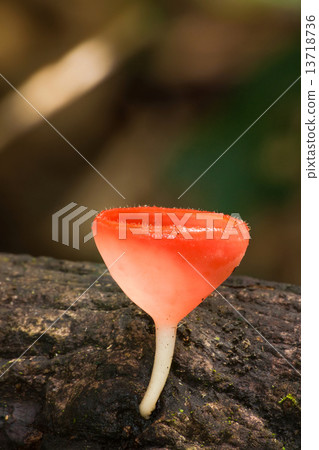 Fungi cup mushroom, Champagne mushrooms thailand Fungi cup mushroom, Champagne mushrooms thailand 13718736