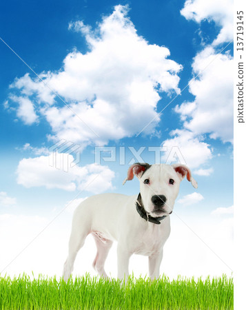 cute puppy cute puppy 13719145