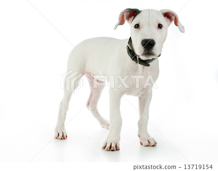 cute puppy cute puppy 13719154