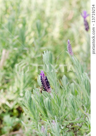 Wild flowers. 13719254