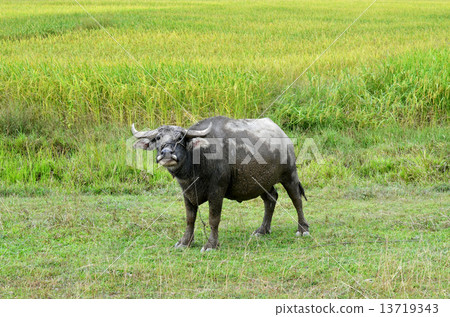 buffalo 13719343