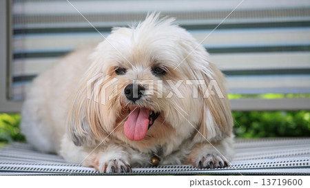 Shih Tzu puppy relax 13719600