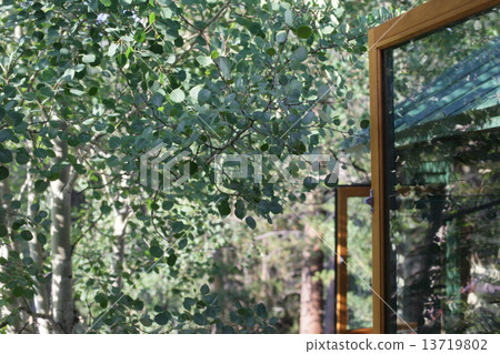 在高原的白樺 13719802