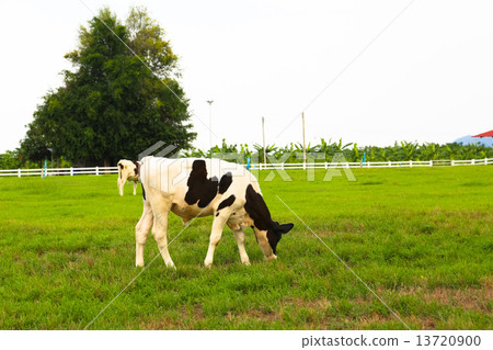 Cows in a meadow 13720900