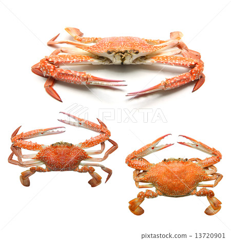 Steamed Blue Crab on white background 13720901