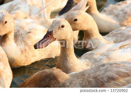 brown ducks in farm 13720902
