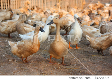 brown ducks in farm 13720906