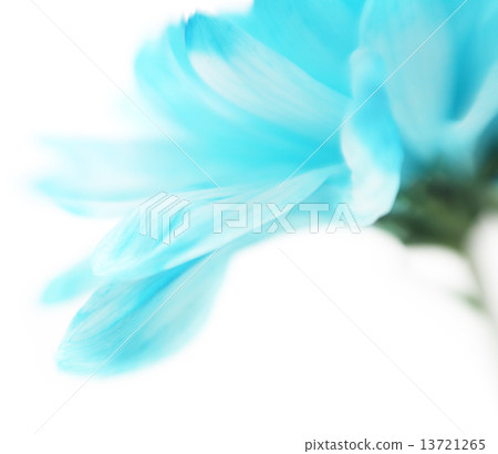 Soft focus flower background with copy space. Made with lens-bab Soft focus flower background with copy space. Made with lens-bab 13721265