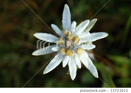 Edelweiss Edelweiss 13721613