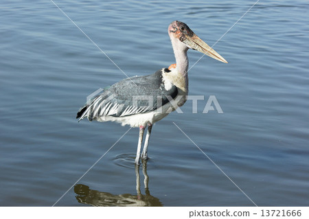 Marabou Stork, Awassa, Ethiopia, Africa Marabou Stork, Awassa, Ethiopia, Africa 13721666