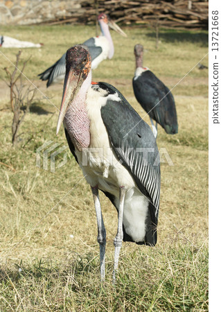 Marabou Stork, Awassa, Ethiopia, Africa Marabou Stork, Awassa, Ethiopia, Africa 13721668