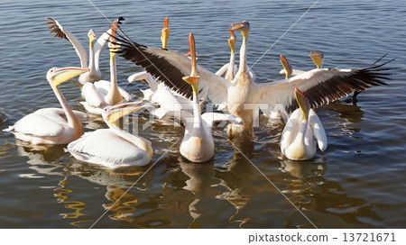 Pelican, Awassa, Ethiopia, Africa 13721671