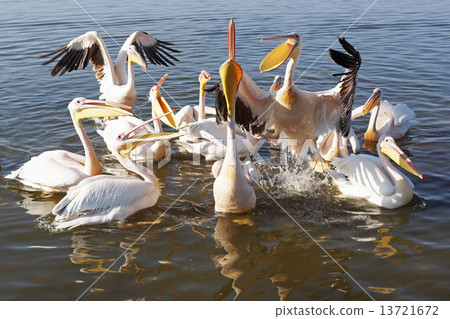 Pelican, Awassa, Ethiopia, Africa Pelican, Awassa, Ethiopia, Africa 13721672