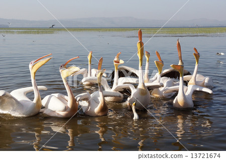 Pelican, Awassa, Ethiopia, Africa 13721674