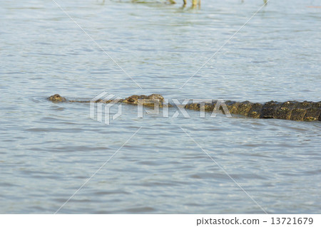 Crocodile, Lake Chamo, Ethiopia, Africa Crocodile, Lake Chamo, Ethiopia, Africa 13721679