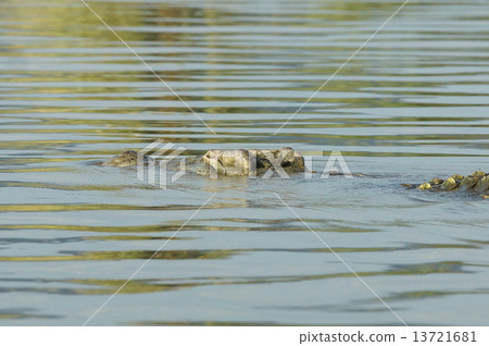 Crocodile, Lake Chamo, Ethiopia, Africa Crocodile, Lake Chamo, Ethiopia, Africa 13721681