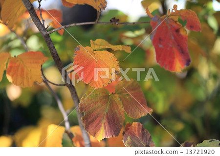 Colorful autumn leaves of Akabana mansaku 13721920