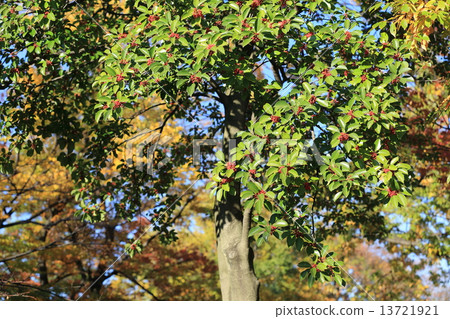 The red worm with red fruit 13721921