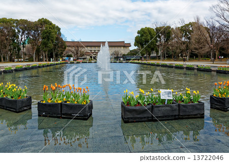 上野公園噴泉廣場早開花鬱金香和東京國立博物館 13722046