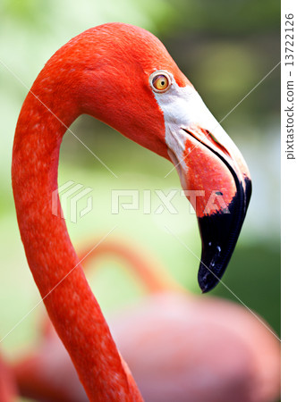 Profile of American flamingo with its long neck and beak Profile of American flamingo with its long neck and beak 13722126