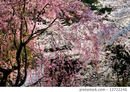 Mitsuji-tempei的櫻花 13722248