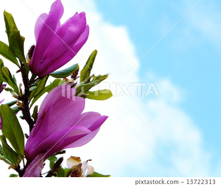 Simocrene系列 13722313