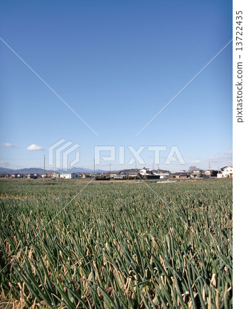 Fukaya Negi Field Sky 13722435