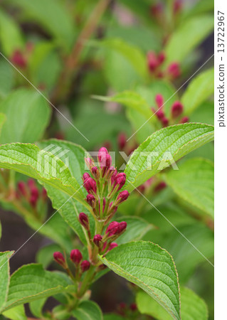 Flower bud of Taniutsugi 13722967