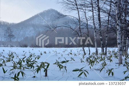 Morning snowy field Morning snowy field 13723037