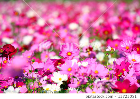 Cosmos on one side 13723051