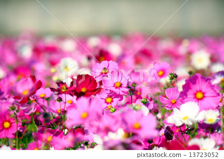 Cosmos field Cosmos field 13723052