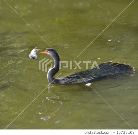 Anhinga Feeding 13723102