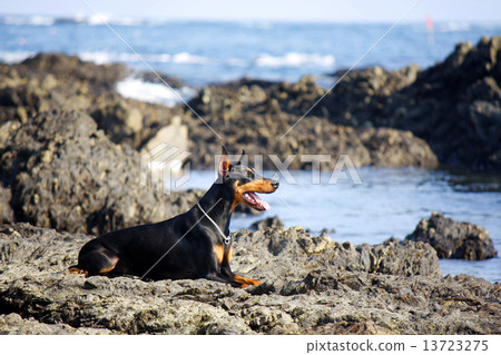 Sea and Doberman Sea and Doberman 13723275