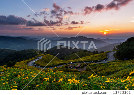 .Landscape sunset nature flower Tung Bua Tong, Mexican sunflower 13723301