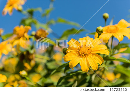 Mexican sunflower weed and blue sky background. 13723310