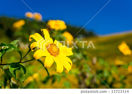 Mexican sunflower weed and blue sky background. 13723314