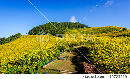 Mexican sunflower weed valley in Maehongson Province, Thailand. 13723319