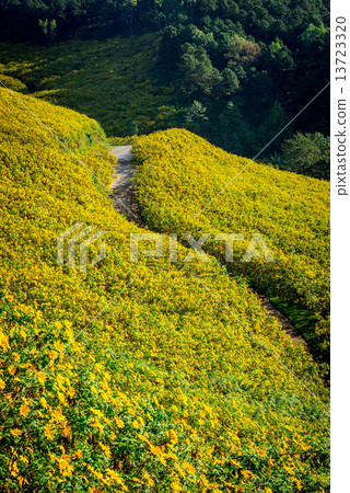 Mexican sunflower weed valley in Maehongson Province, Thailand. 13723320