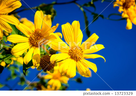 Mexican sunflower weed and blue sky background. 13723329