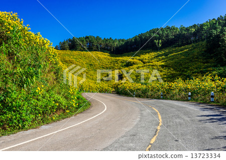 Mexican sunflower weed valley in Maehongson Province, Thailand. 13723334