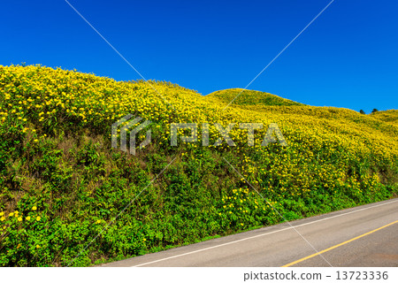 Mexican sunflower weed valley in Maehongson Province, Thailand. 13723336