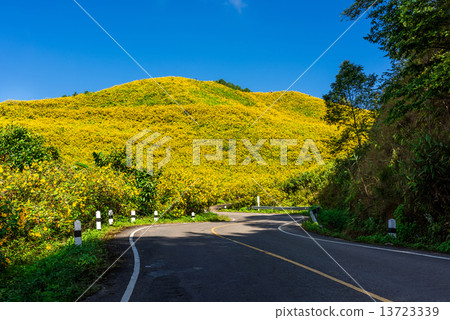 Mexican sunflower weed valley in Maehongson Province, Thailand. 13723339