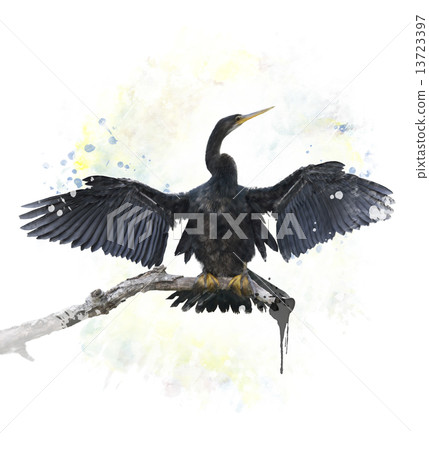 Anhinga Bird 13723397