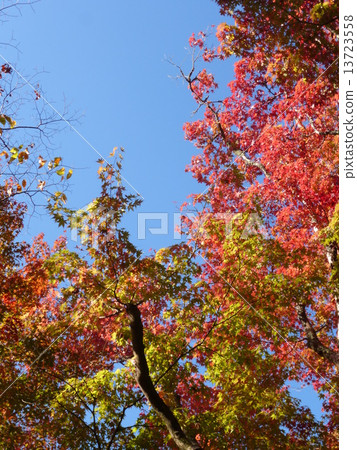 Autumn leaves Autumn leaves 13723558